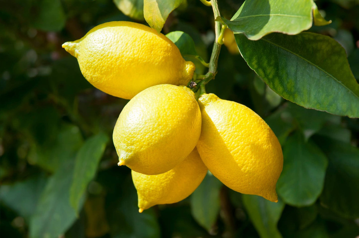 Natural Wholesale - Lemon Essential Oil - Addie Rose Boutique - Austin