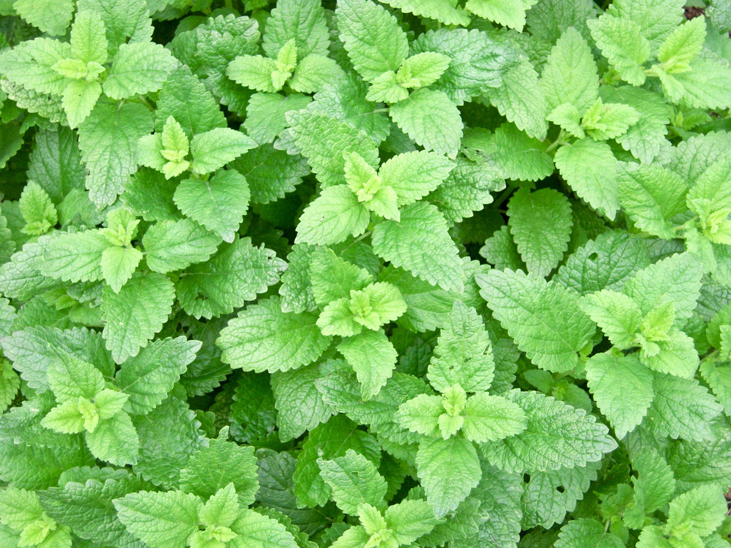 Natural Wholesale - Peppermint Essential Oil - Addie Rose Boutique - Austin