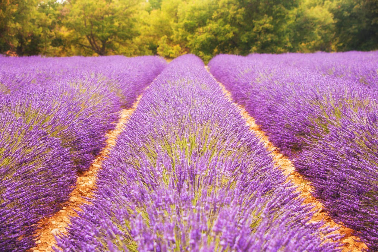 Natural Wholesale - Lavender Essential Oil - 100% Pure | Wholesale Bulk