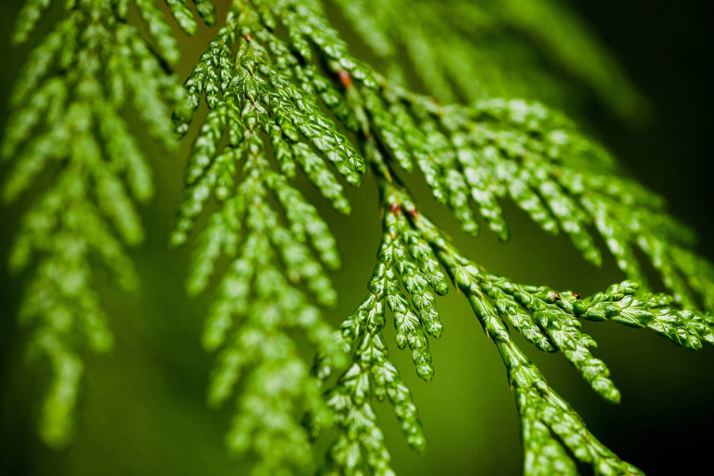 Natural Wholesale - Cedarwood Essential Oil - Addie Rose Boutique - Austin