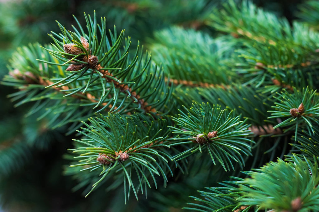 Natural Wholesale - Fir Needle Essential Oil - Addie Rose Boutique - Austin